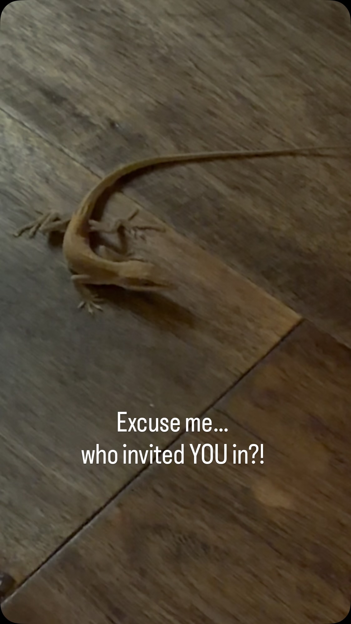 I came home from three weeks in Europe, and apparently someone moved in while I was gone. 🦎😂

Please tell me I’m not the only one who has unexpected visitors in the house!

#LizardInMyHouse #TexasLife #Over50Life #FunnyReels #UnexpectedGuest